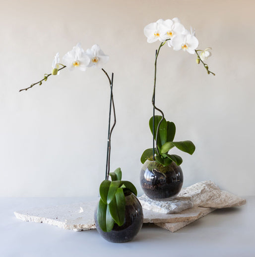 PLANTS - Flowers After Hours