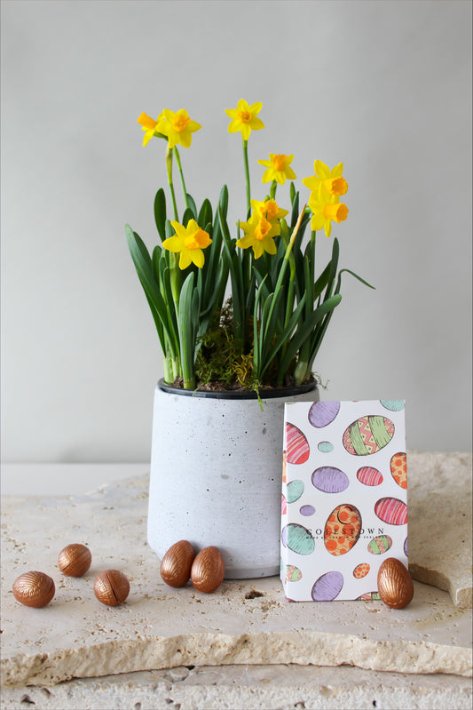 EASTER MID WEEK DEAL DAFFODIL PLANT & CHOCOLATE EGGS