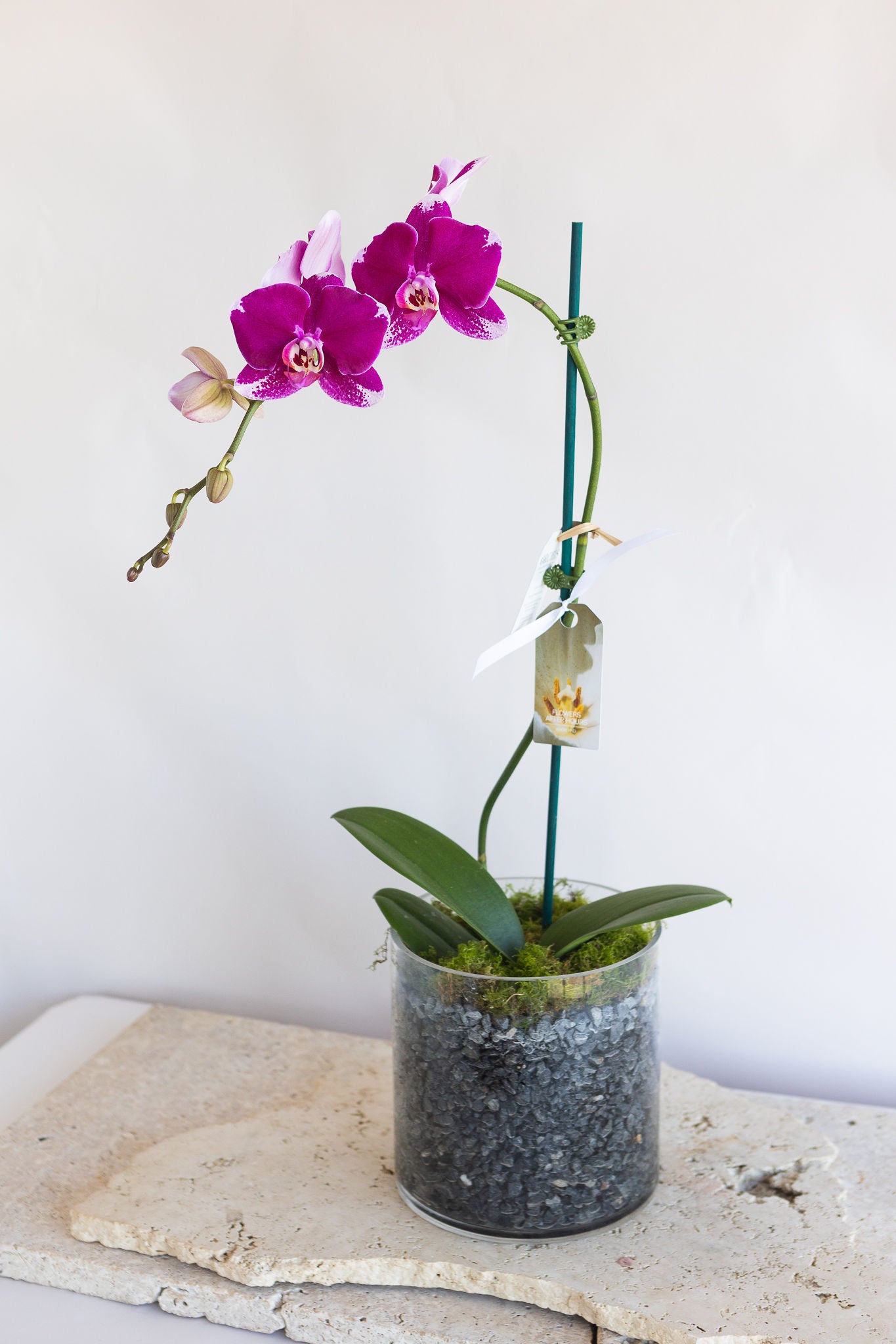 LARGE PHALAENOPIS ORCHID PLANT: MAGENTA