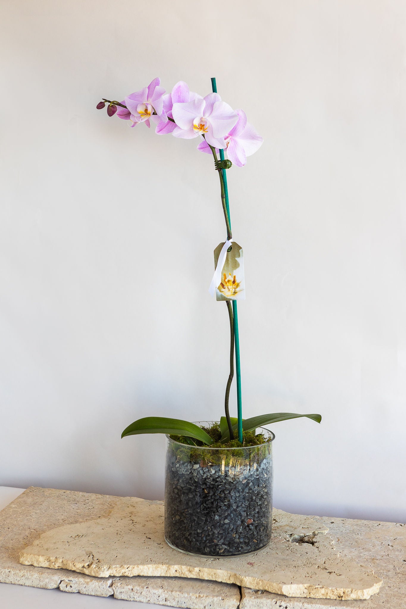 LARGE PHALAENOPIS ORCHID PLANT: LAVENDER