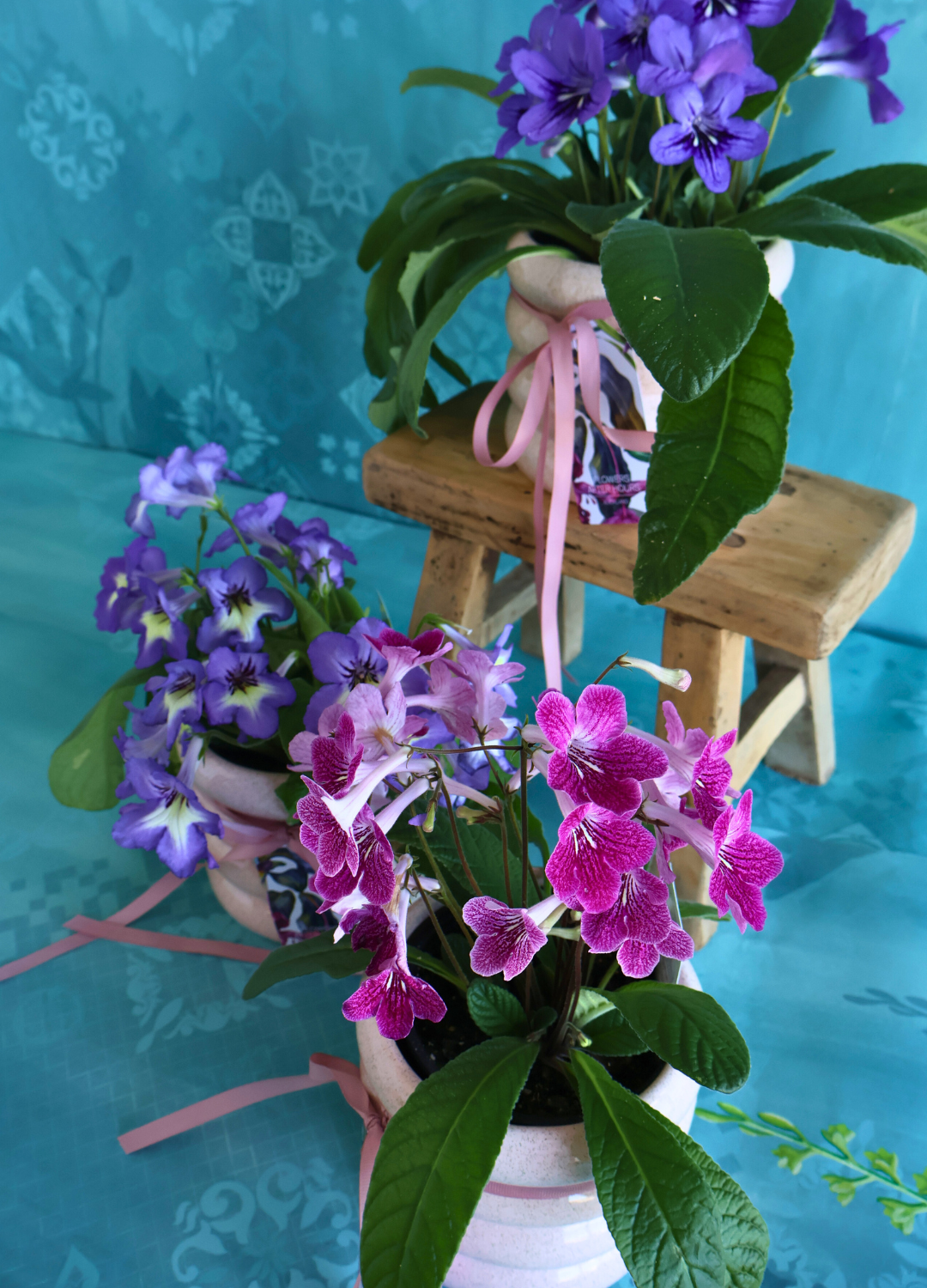 MOTHER'S DAY MID WEEK DEAL: PURPLE/PINK CAPE PRIMROSE PLANT