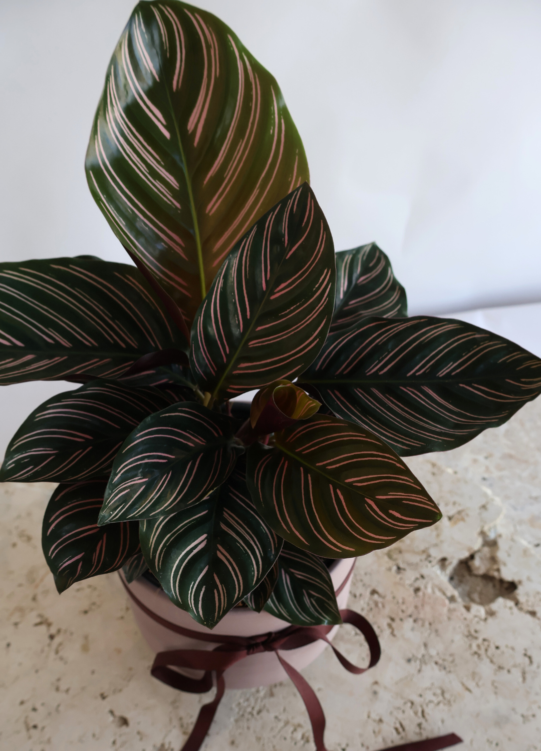 CALATHEA ORNATA