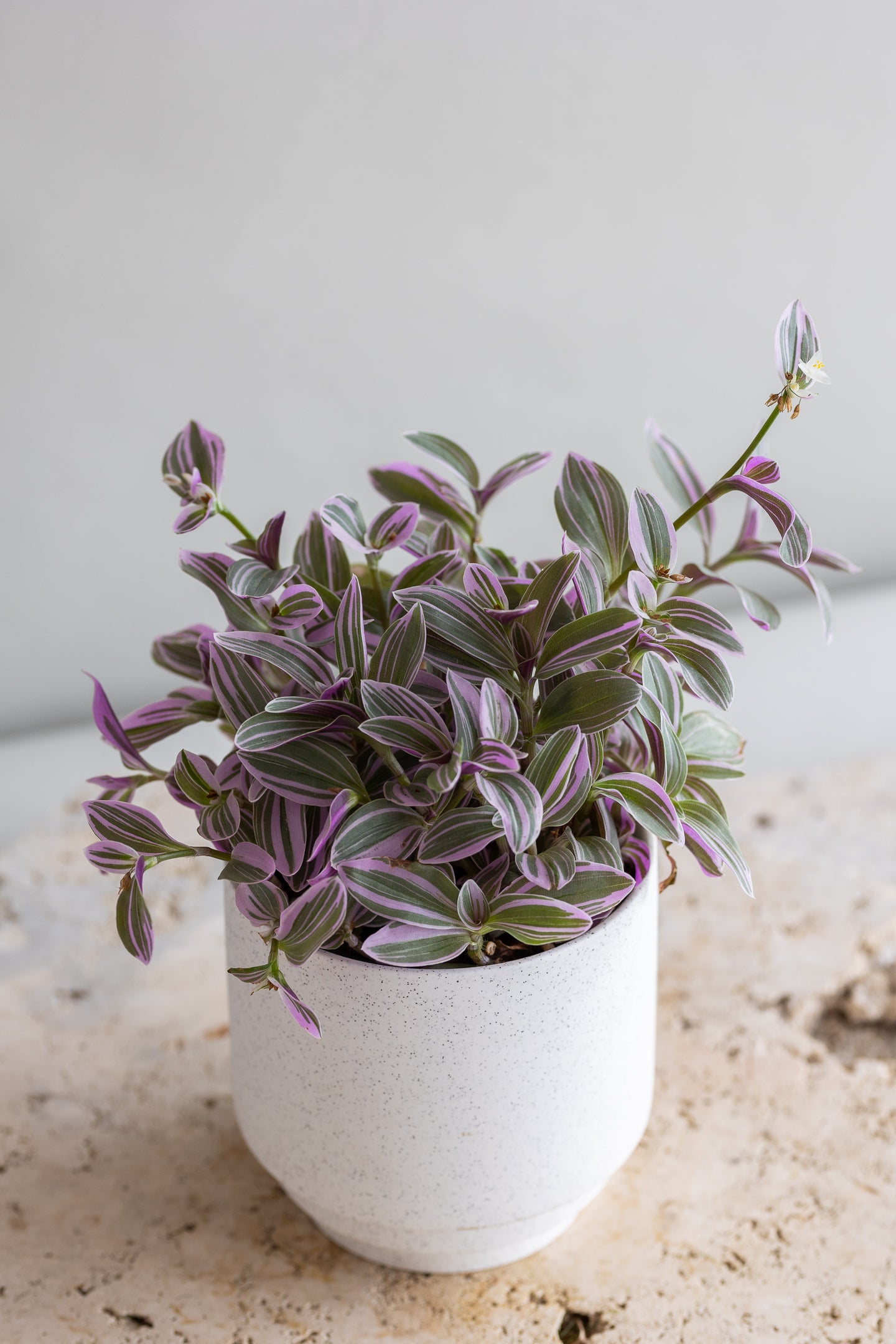 TRADESCANTIA SWEETNESS