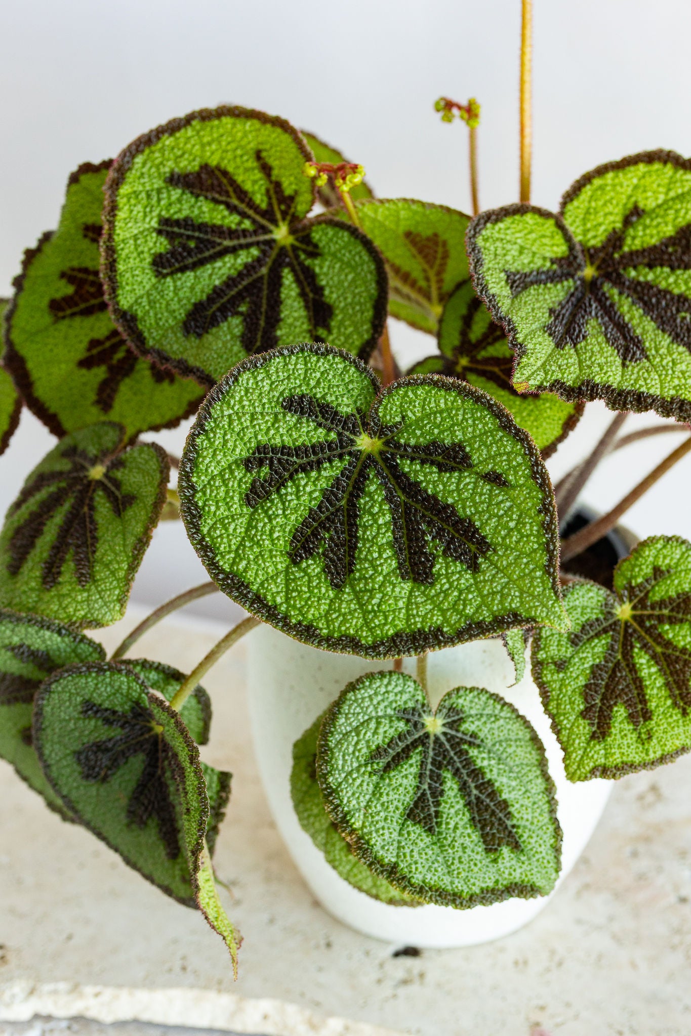 GRANDE BEGONIA MOUNTAIN PLANT