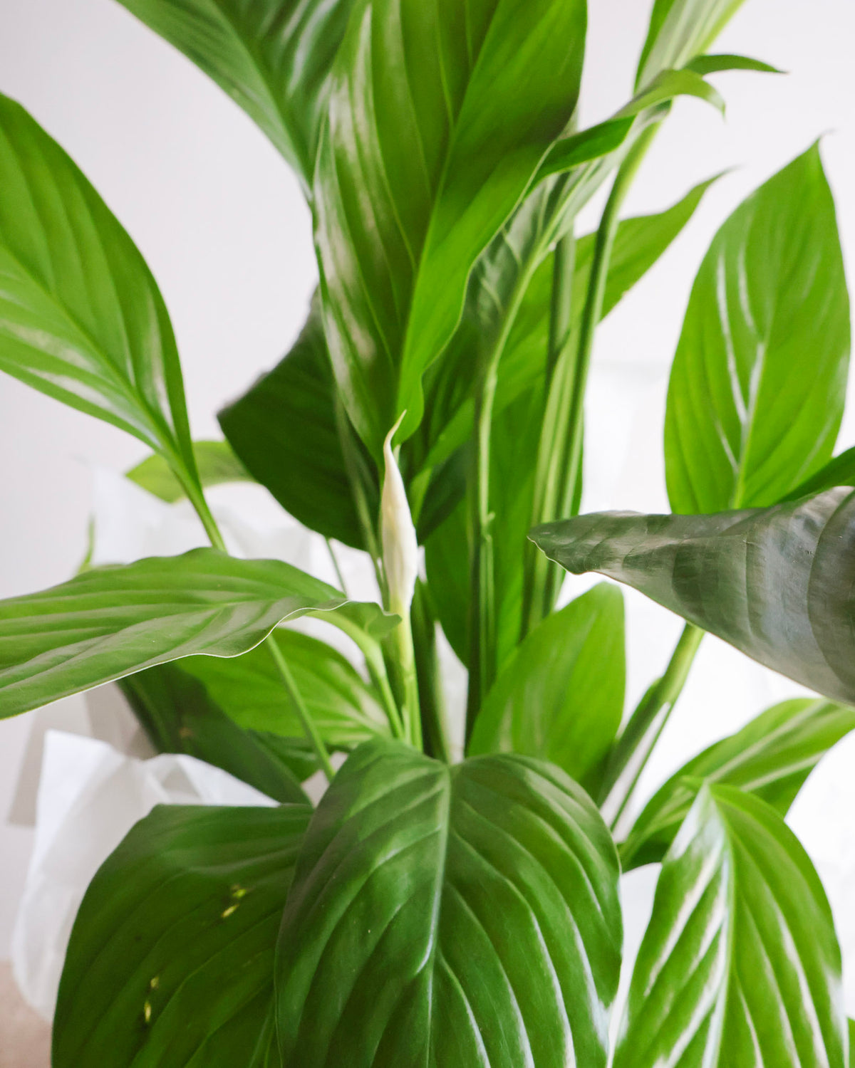 WEEKEND SPECIAL: GRANDE PEACE LILY PLANT