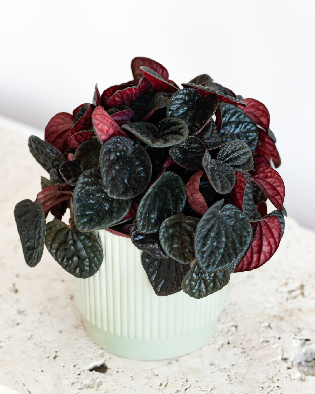 WEEKEND SPECIAL: PEPEROMIA 'CHOCOLAT' PLANT IN SAGE CERAMIC POT