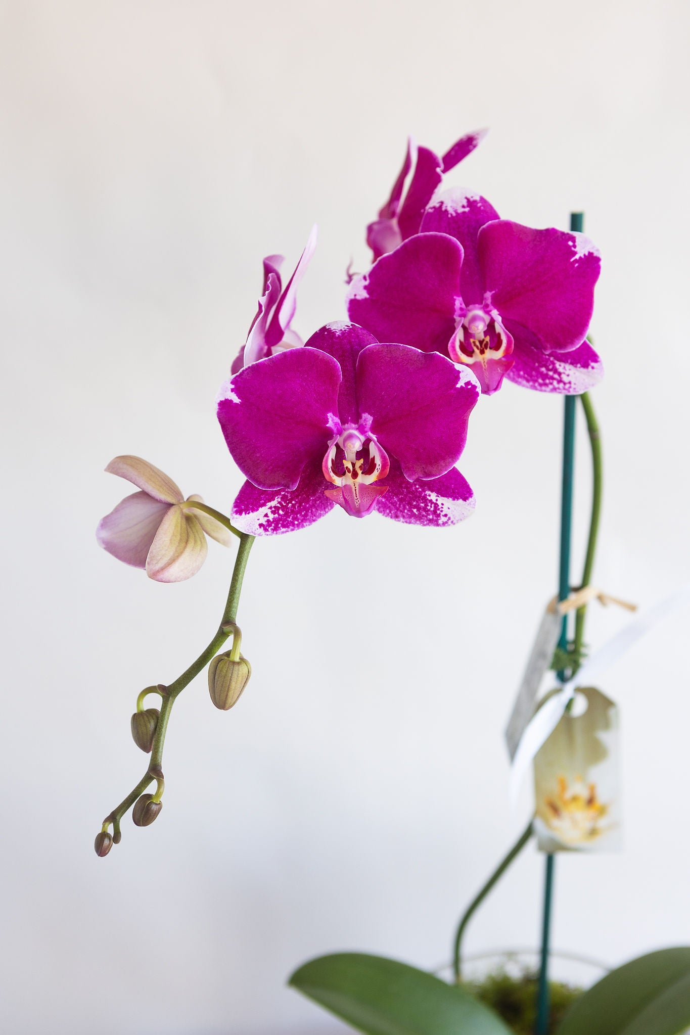 LARGE PHALAENOPIS ORCHID PLANT: MAGENTA