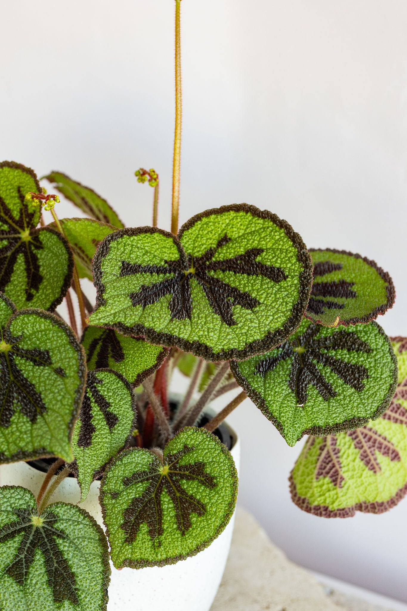GRANDE BEGONIA MOUNTAIN PLANT