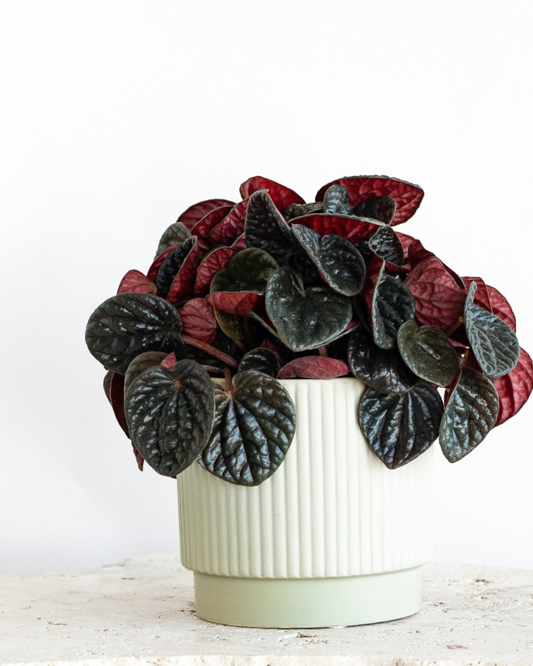 WEEKEND SPECIAL: PEPEROMIA 'CHOCOLAT' PLANT IN SAGE CERAMIC POT