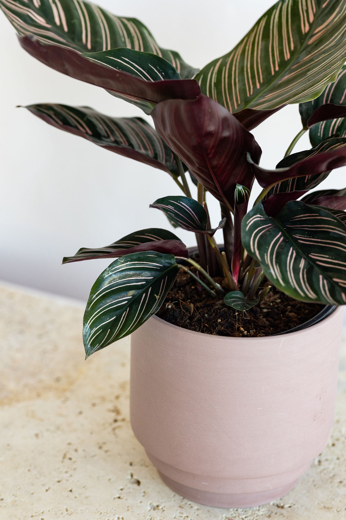 CALATHEA ORNATA