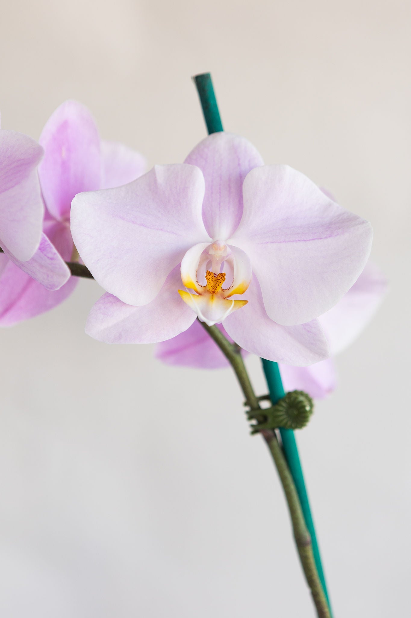 LARGE PHALAENOPIS ORCHID PLANT: LAVENDER
