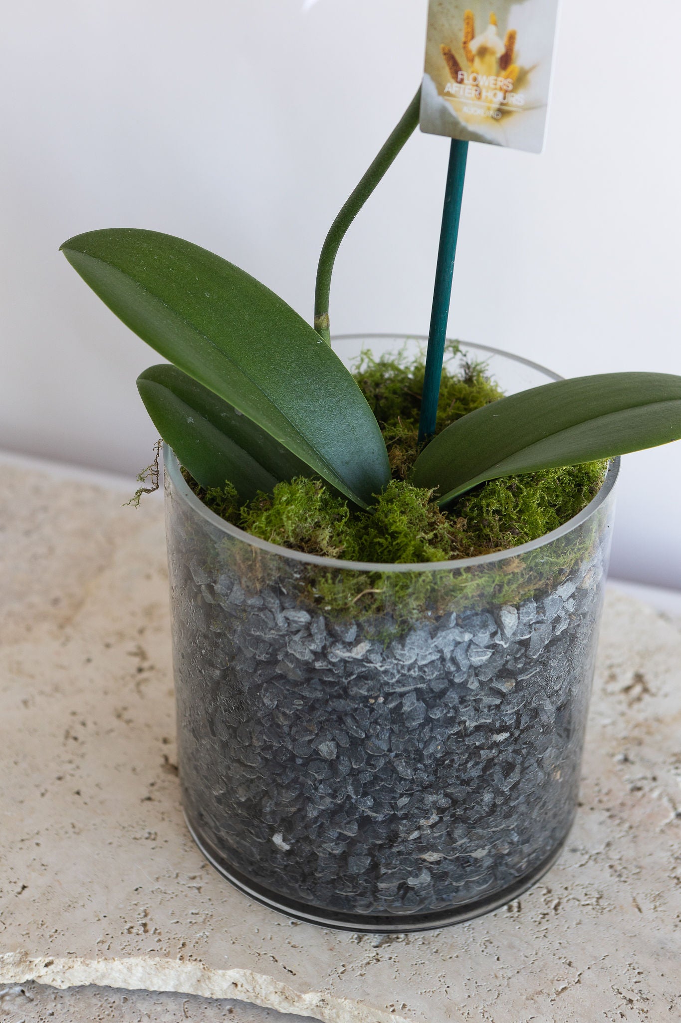 LARGE PHALAENOPIS ORCHID PLANT: LAVENDER