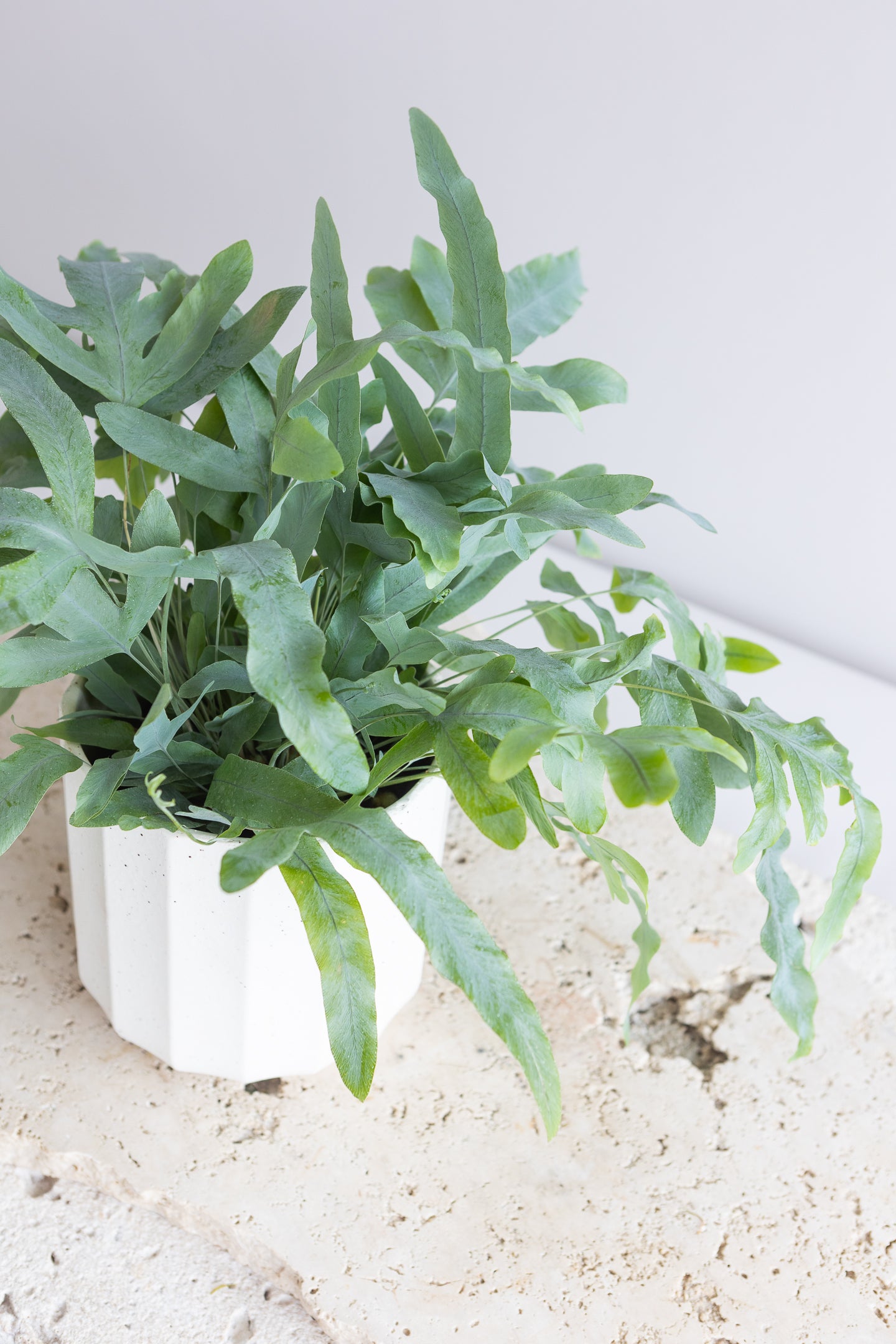BLUE STAR FERN PLANT