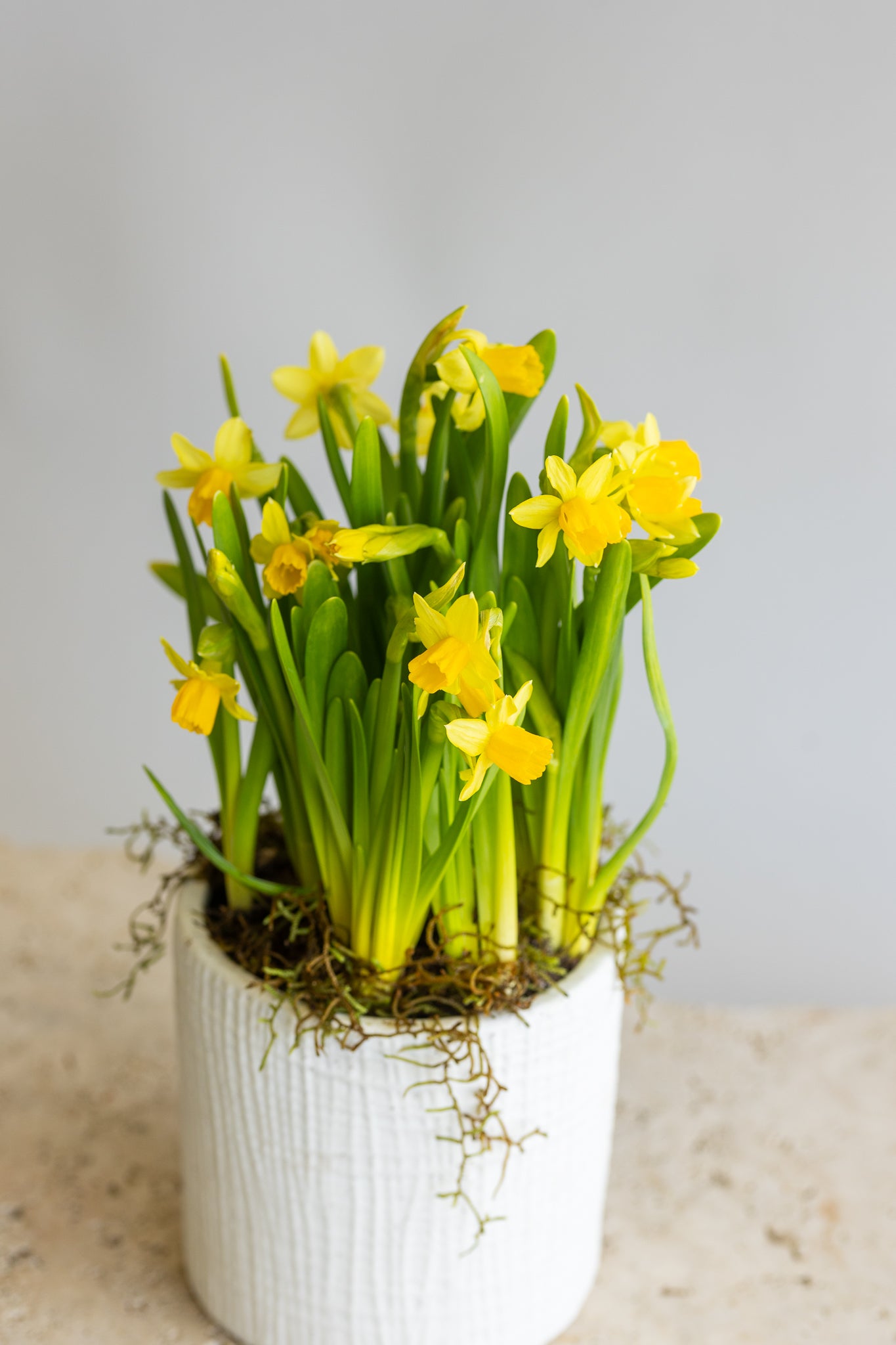 TÊTE-À-TÊTE DAFFODIL PLANT