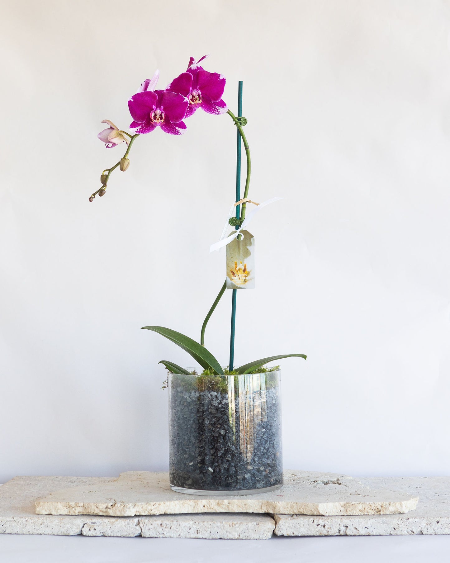 LARGE PHALAENOPIS ORCHID PLANT: MAGENTA