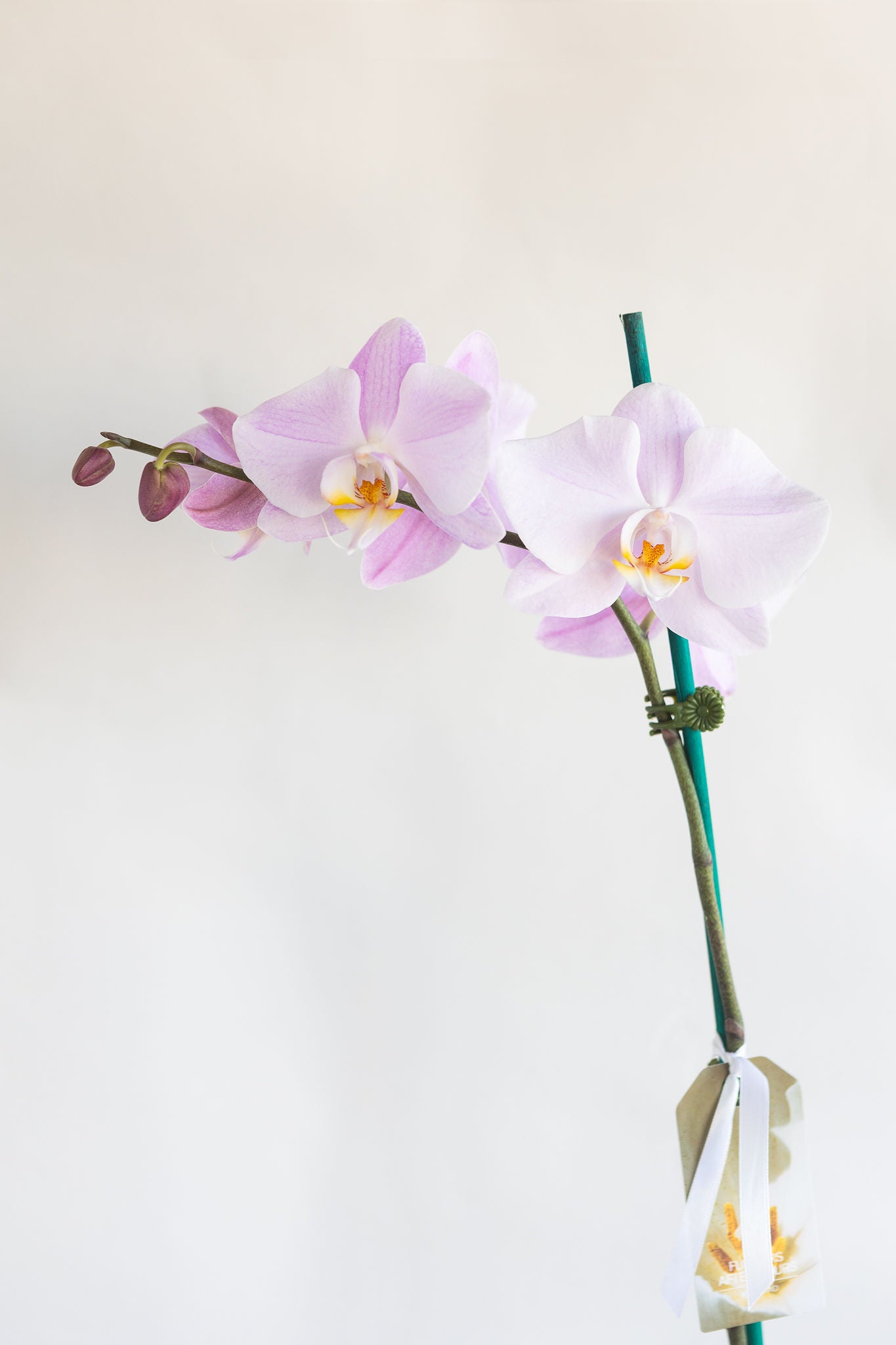 LARGE PHALAENOPIS ORCHID PLANT: LAVENDER