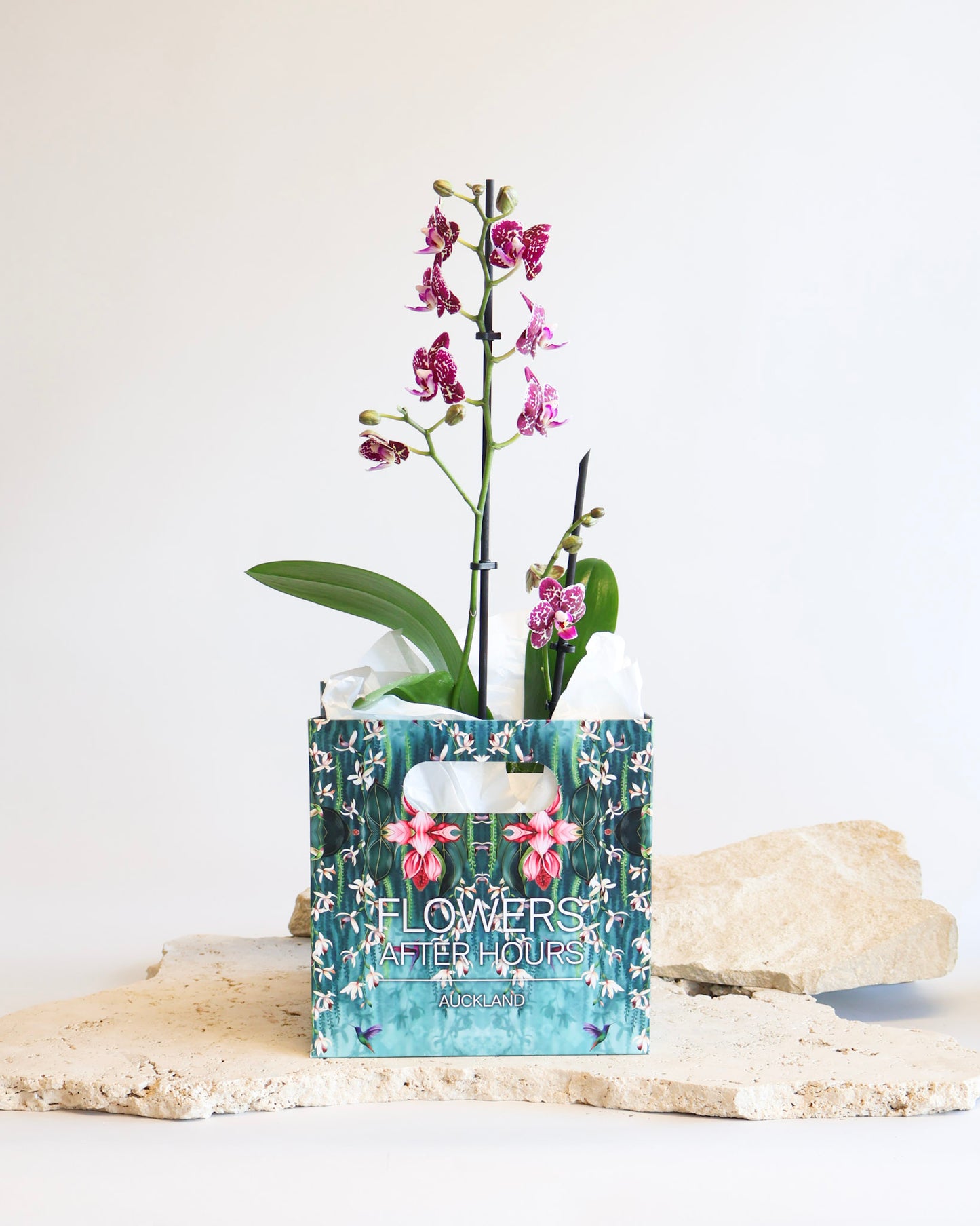 WEEKEND SPECIAL: PINK MOSAIC PHALAENOPSIS ORCHID
