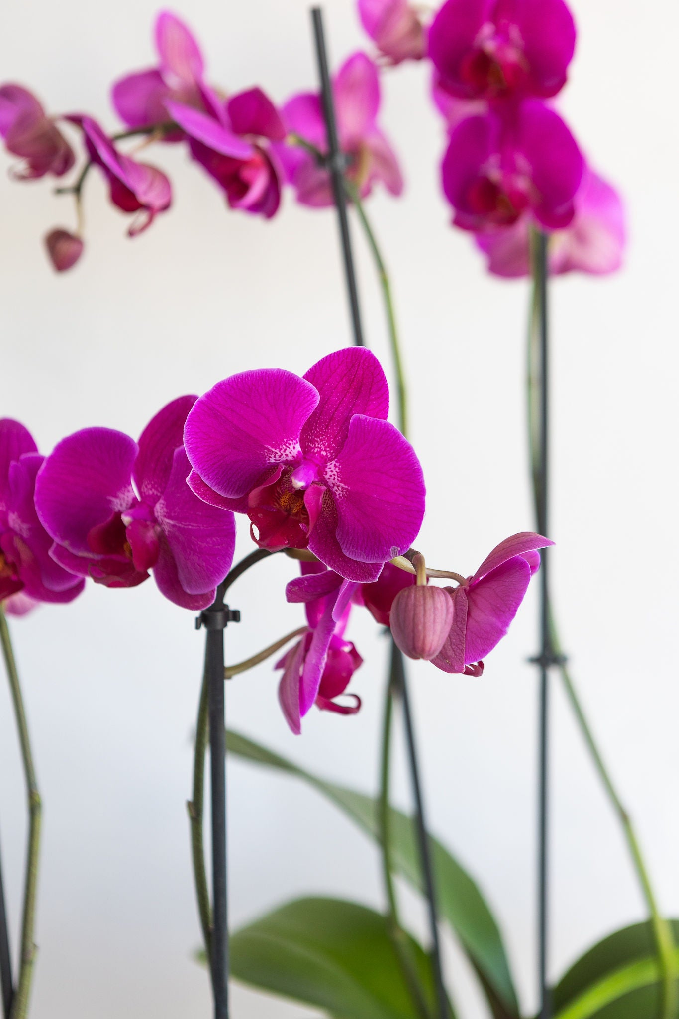 DOUBLE STEM PHALAENOPIS PLANT: FUCHSIA