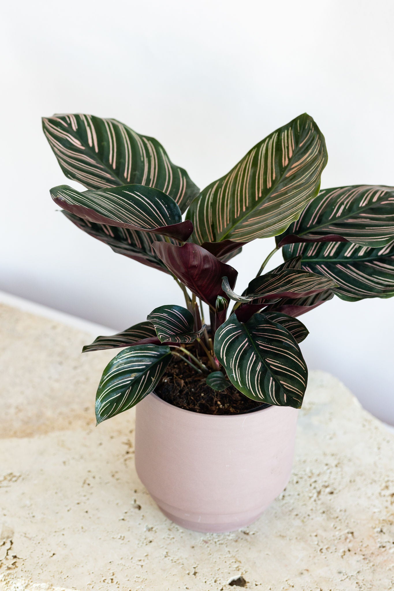 CALATHEA ORNATA