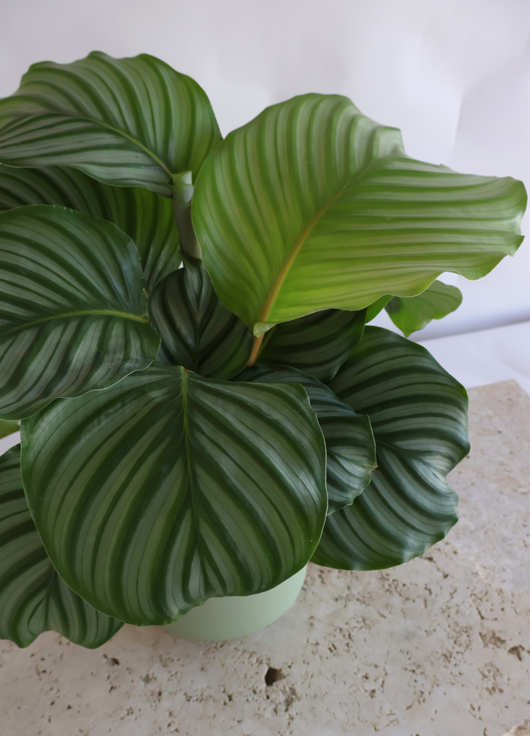 CALATHEA ORBIFOLIA