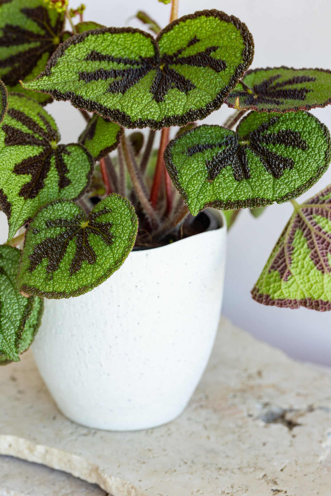 GRANDE BEGONIA MOUNTAIN PLANT