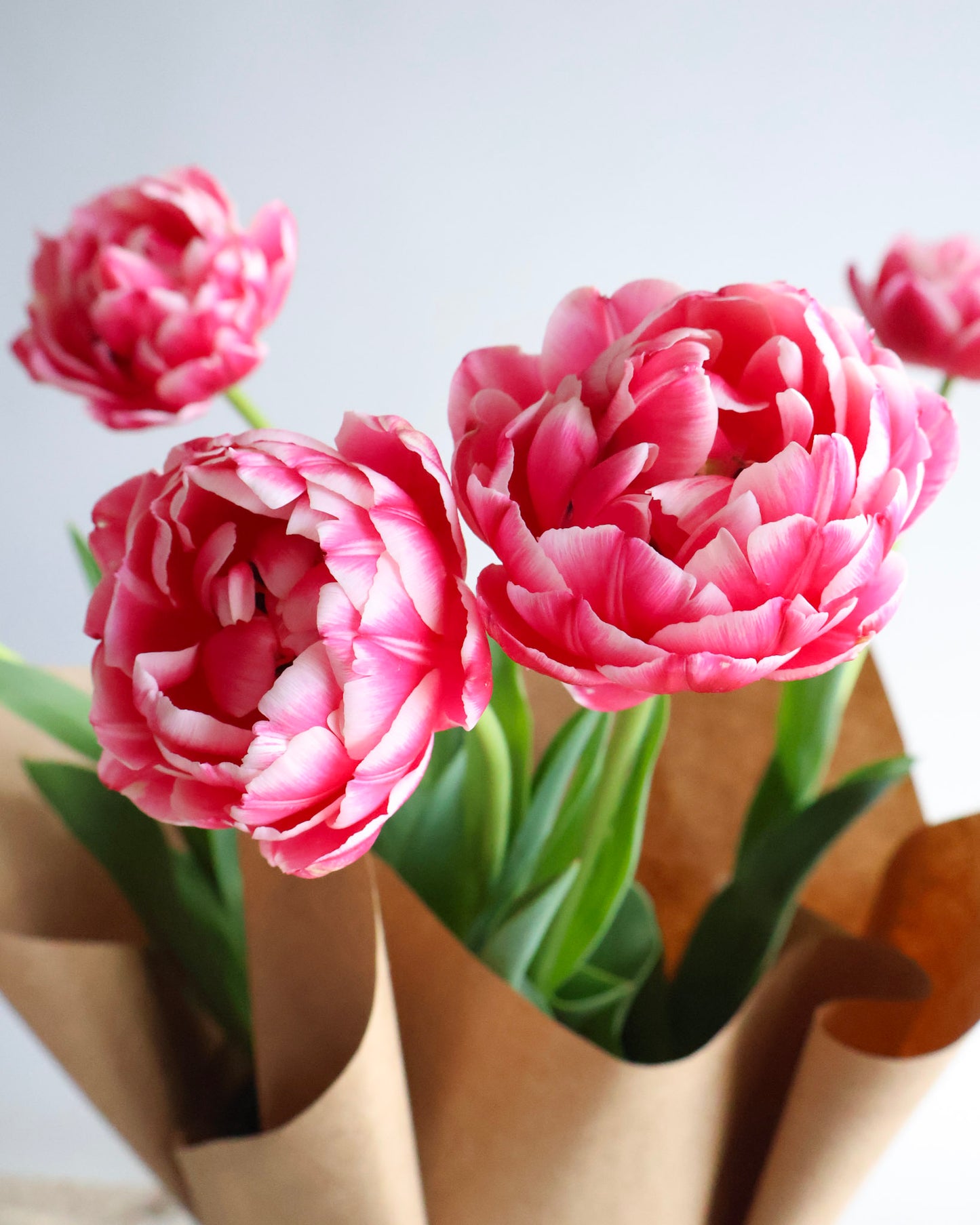 WEEKEND SPECIAL: POTTED PEONY TULIPS PLANT