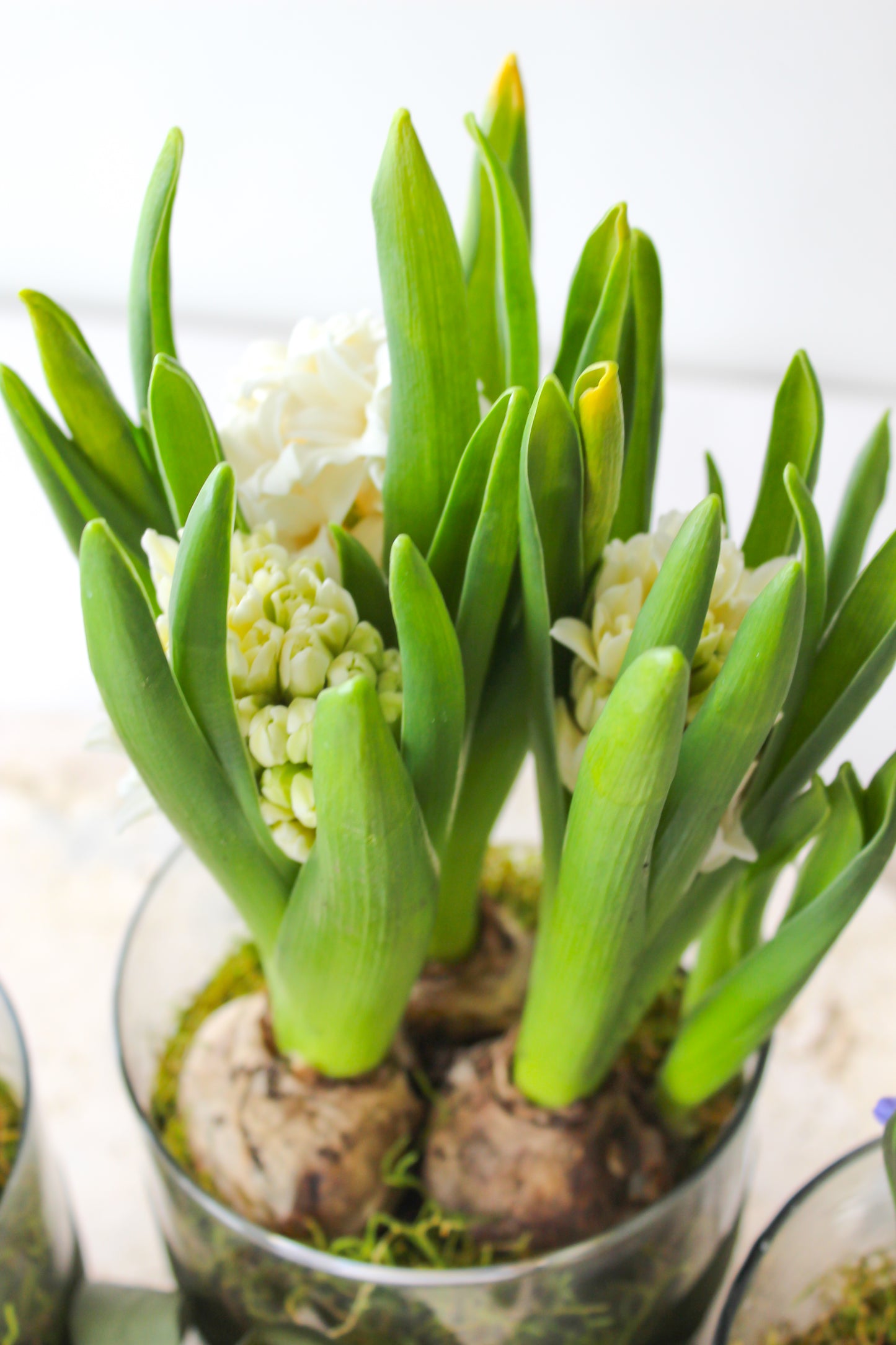 HYACINTH PLANTS