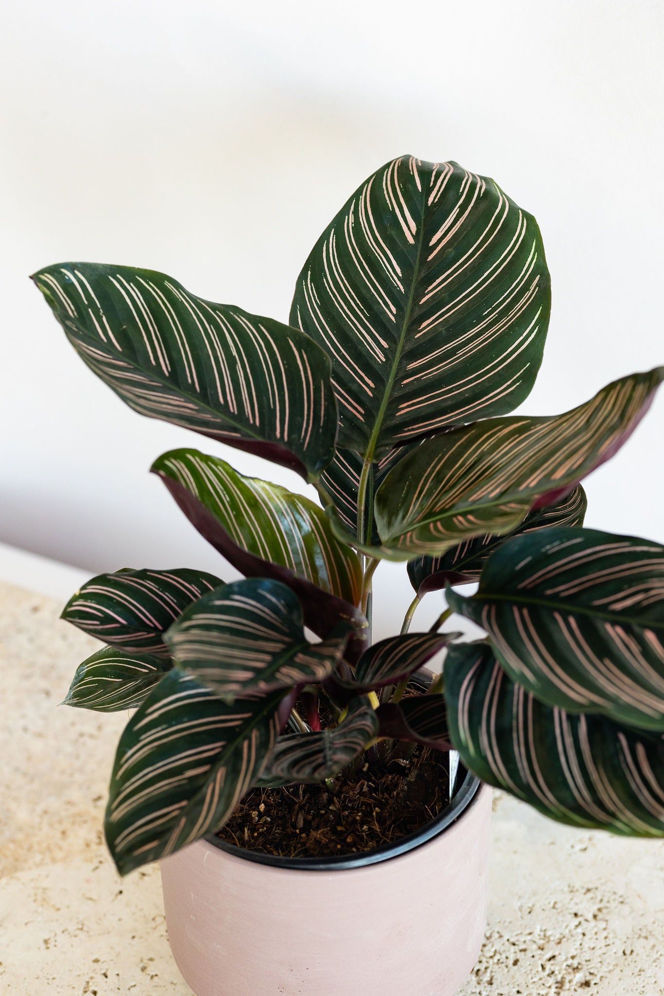 CALATHEA ORNATA