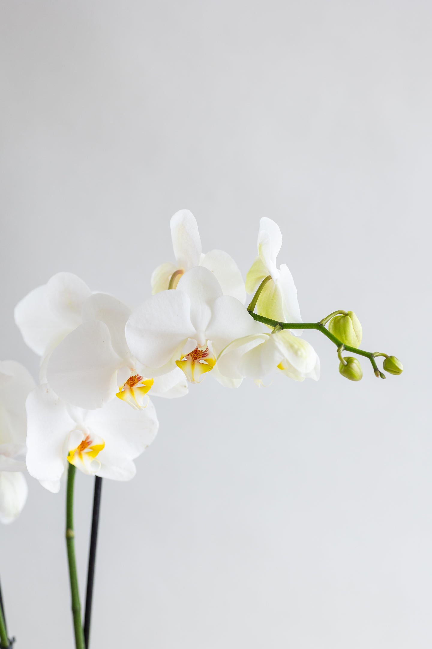 DOUBLE STEM PHALAENOPIS PLANT: WHITE