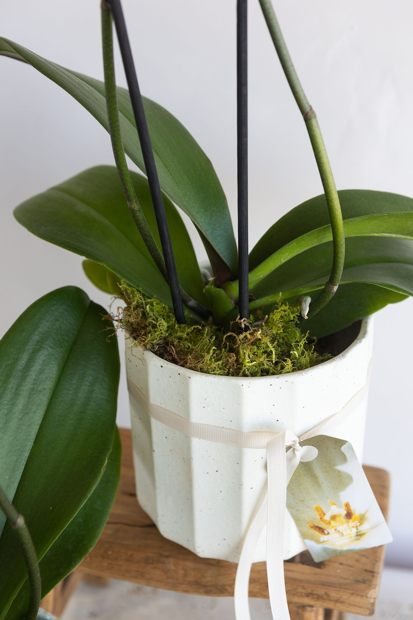 DOUBLE STEM PHALAENOPIS PLANT: FUCHSIA