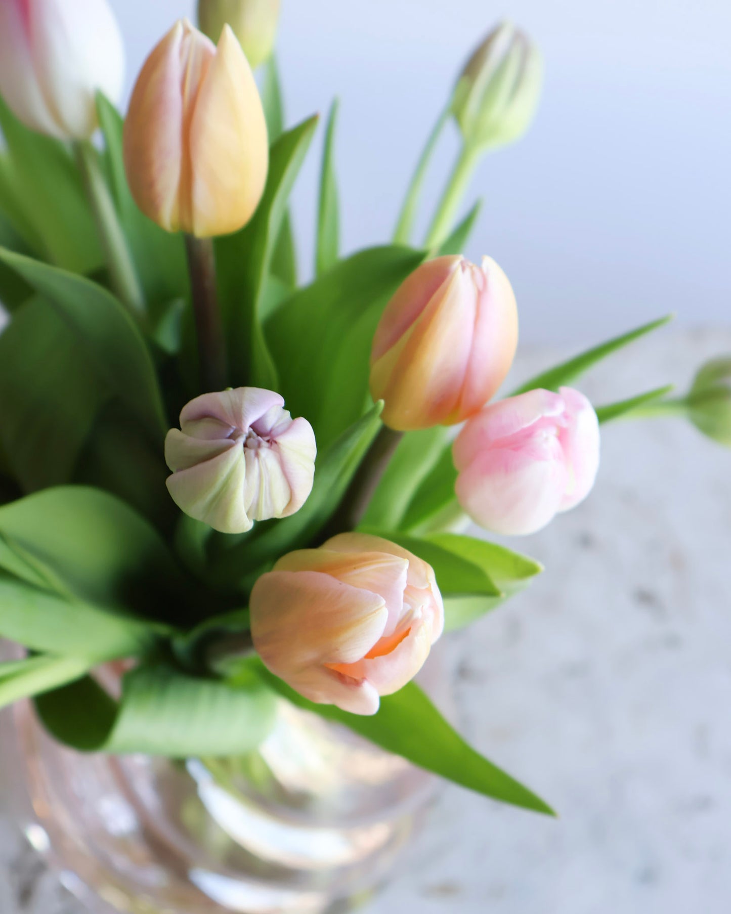 WEEKEND SPECIAL: MATARIKI TULIP BOUQUET