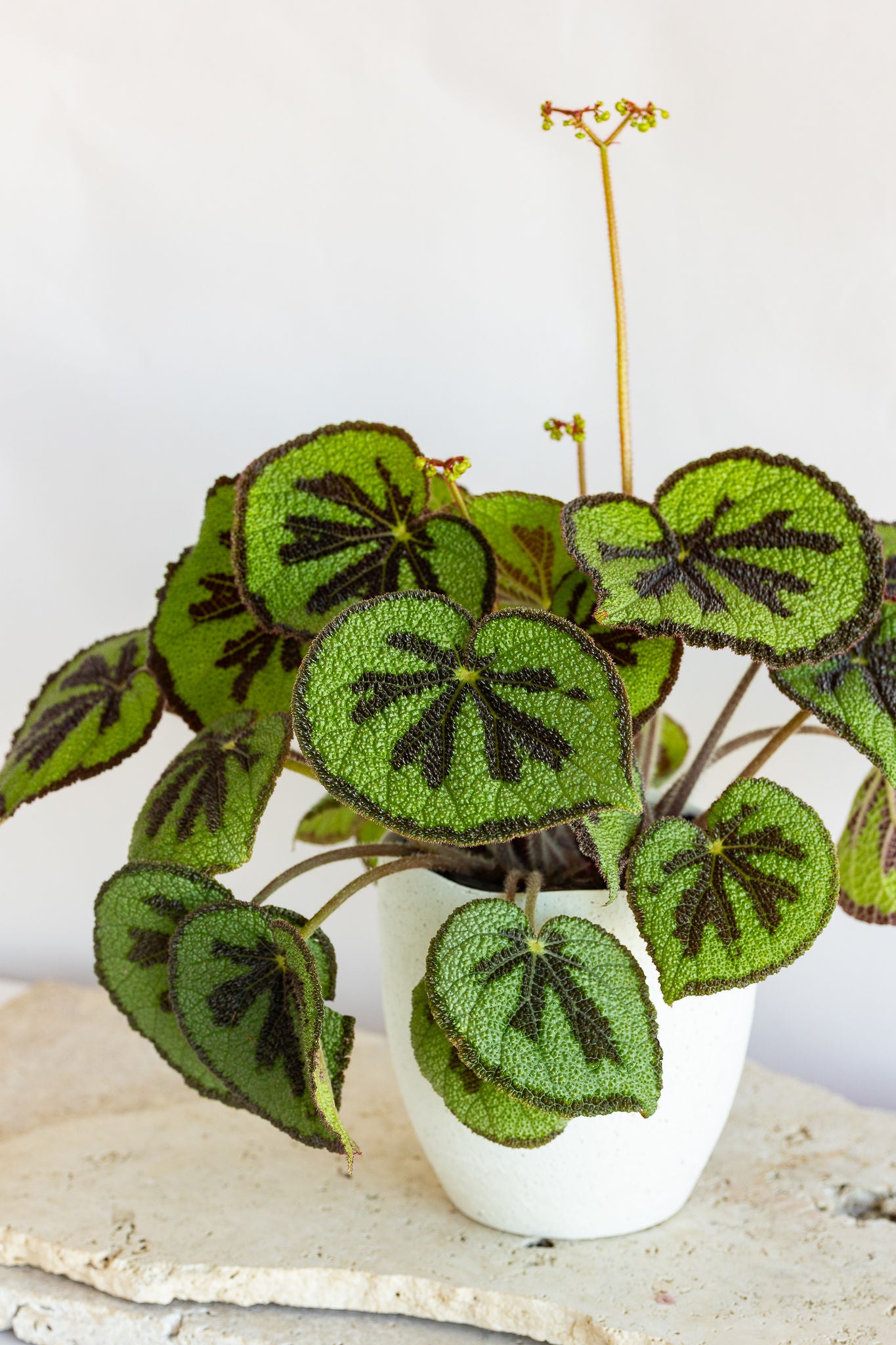 GRANDE BEGONIA MOUNTAIN PLANT