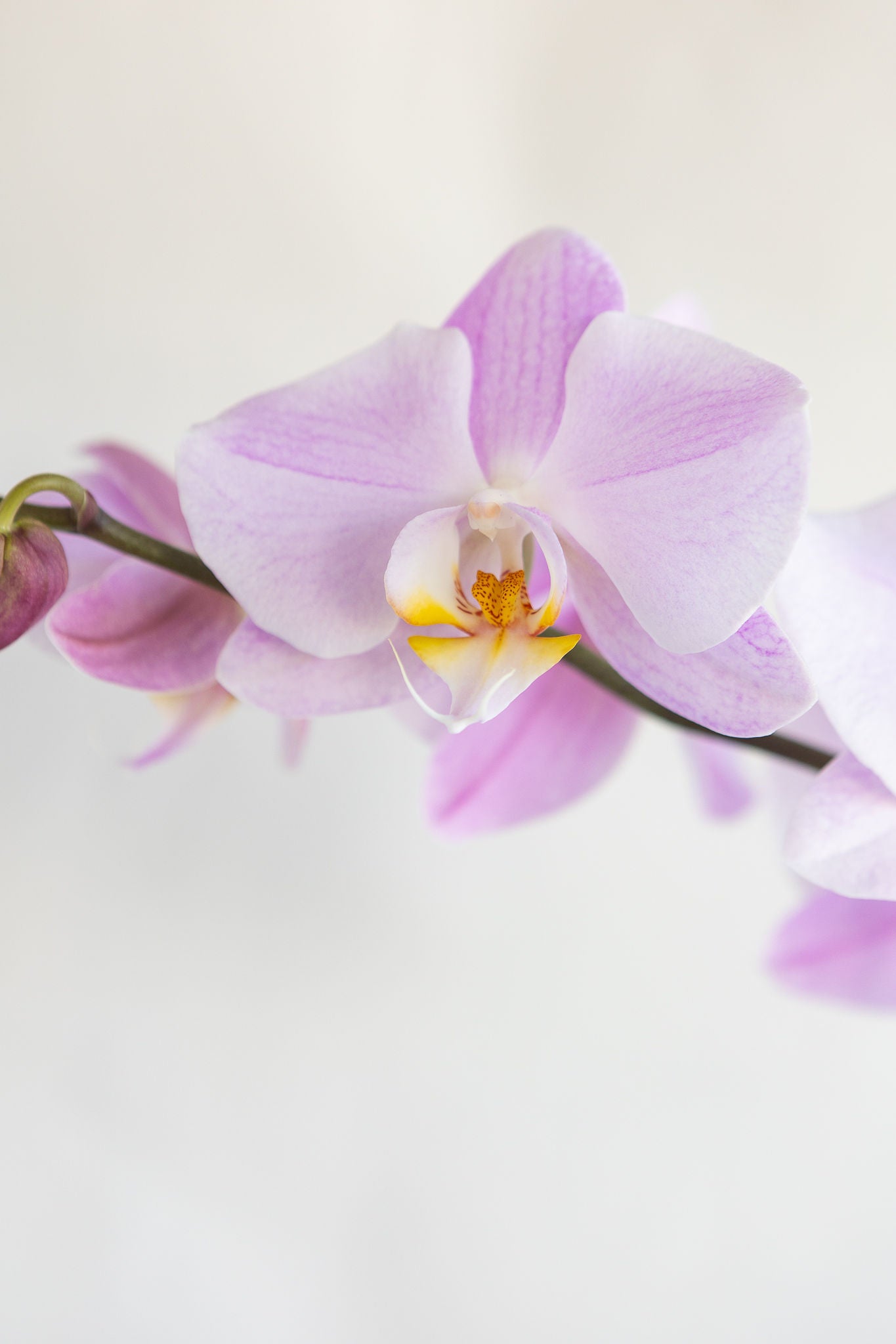 LARGE PHALAENOPIS ORCHID PLANT: LAVENDER