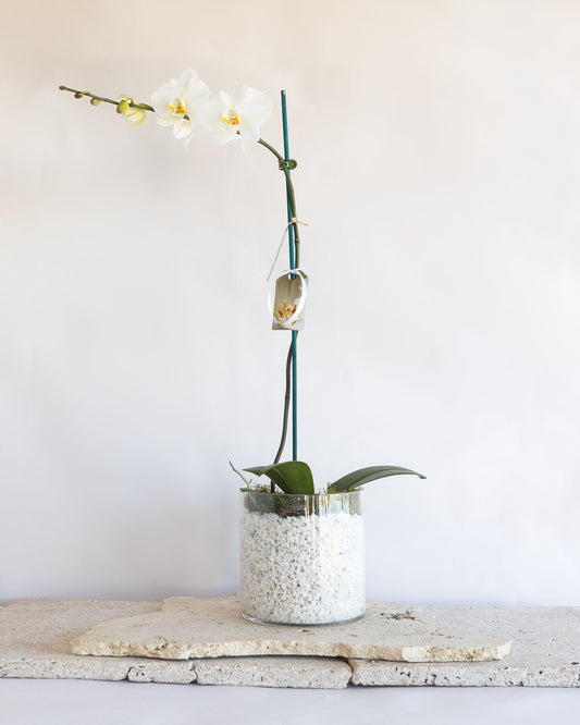 LARGE PHALAENOPIS ORCHID PLANT: WHITE