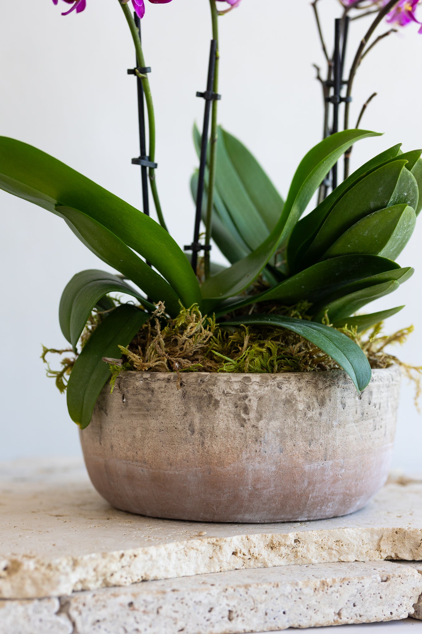 MARRON PINK ORCHID BOWL