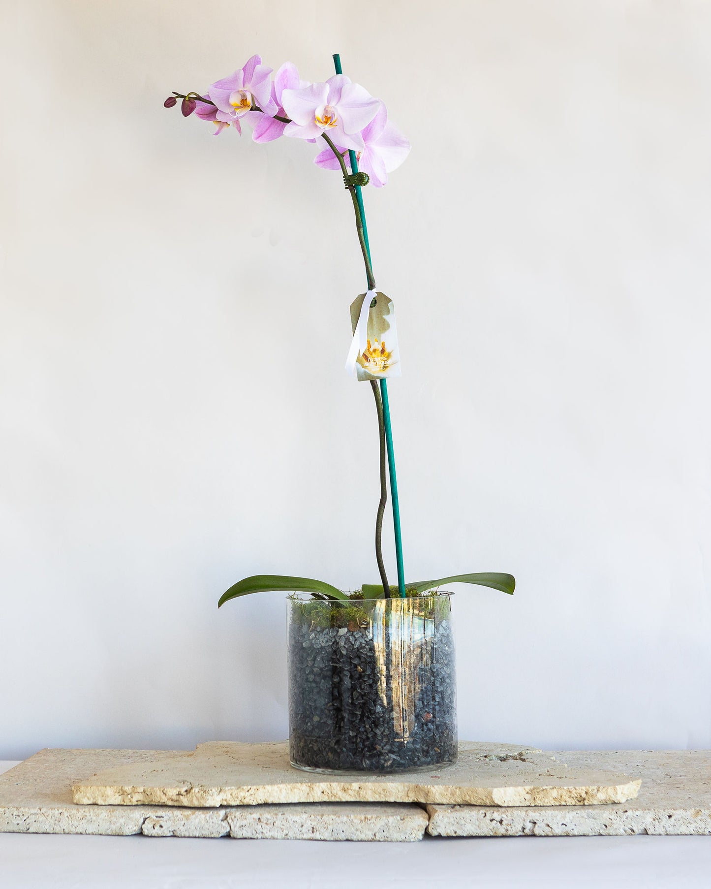 LARGE PHALAENOPIS ORCHID PLANT: LAVENDER
