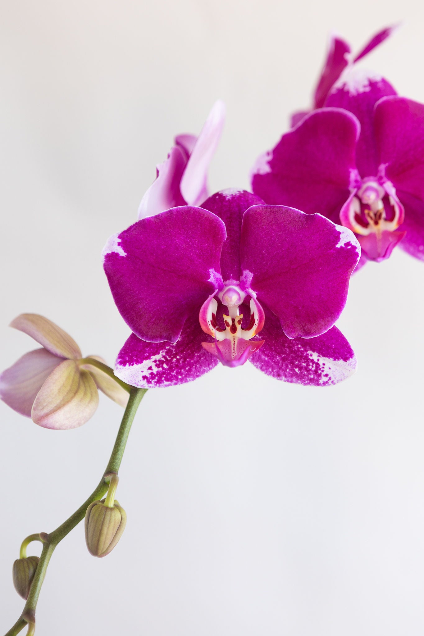 LARGE PHALAENOPIS ORCHID PLANT: MAGENTA
