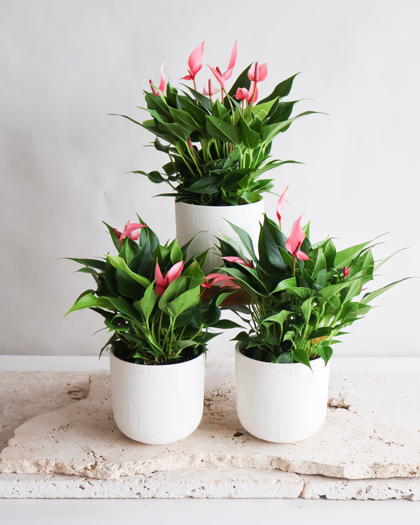 MOTHERS DAY SPECIAL: PINK FLAMINGO ANTHURIUM PLANT IN CERAMIC PLANTER