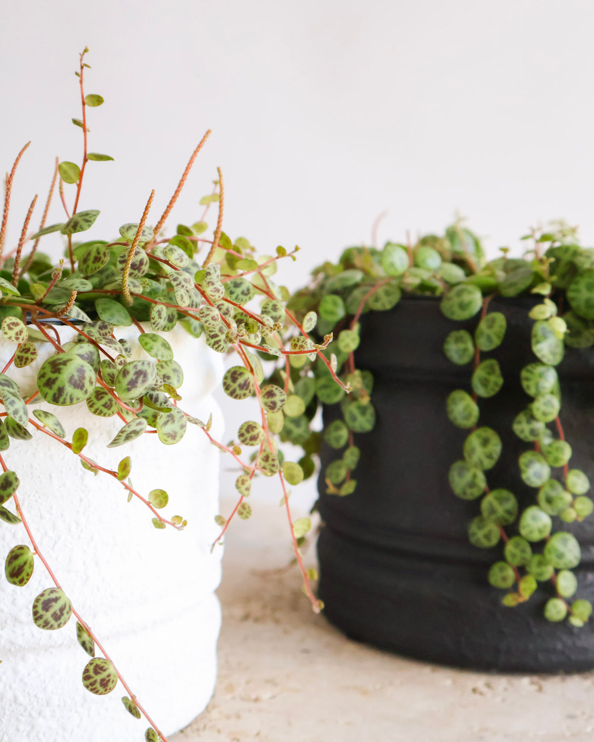 STRING OF TURTLES PLANT