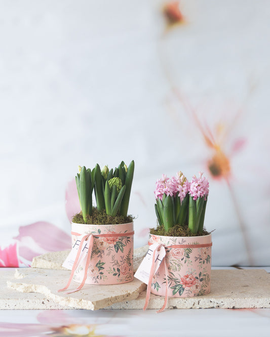 FIELDS OF PINK: POTTED HYACINTHS