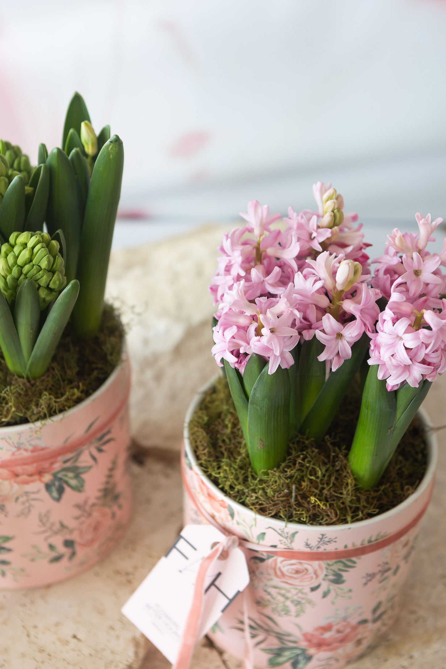 FIELDS OF PINK: POTTED HYACINTHS