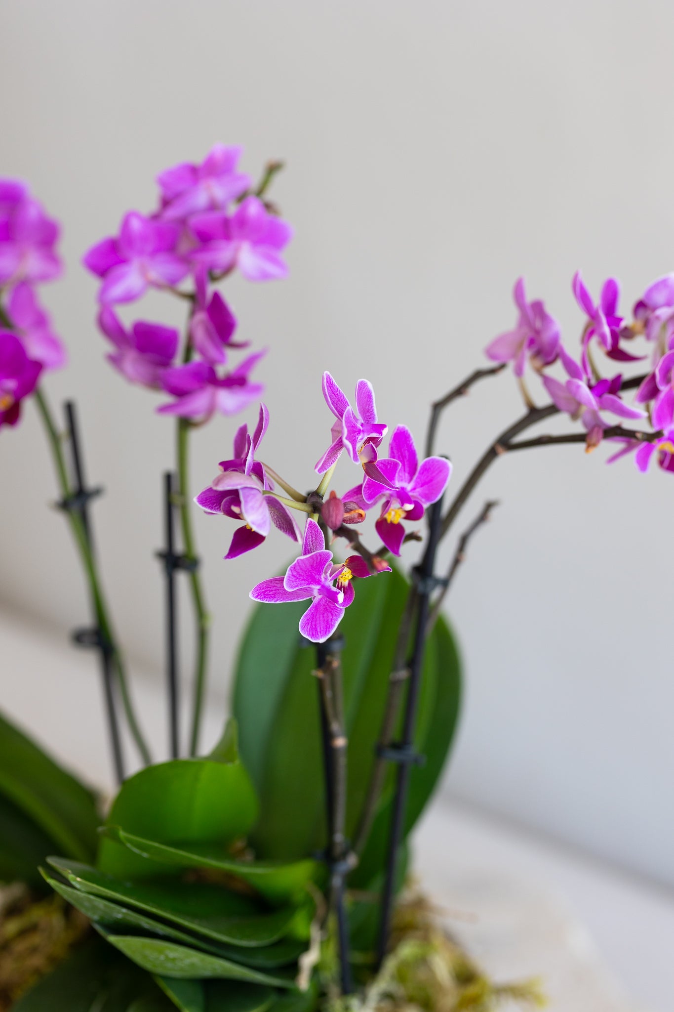 MARRON PINK ORCHID BOWL