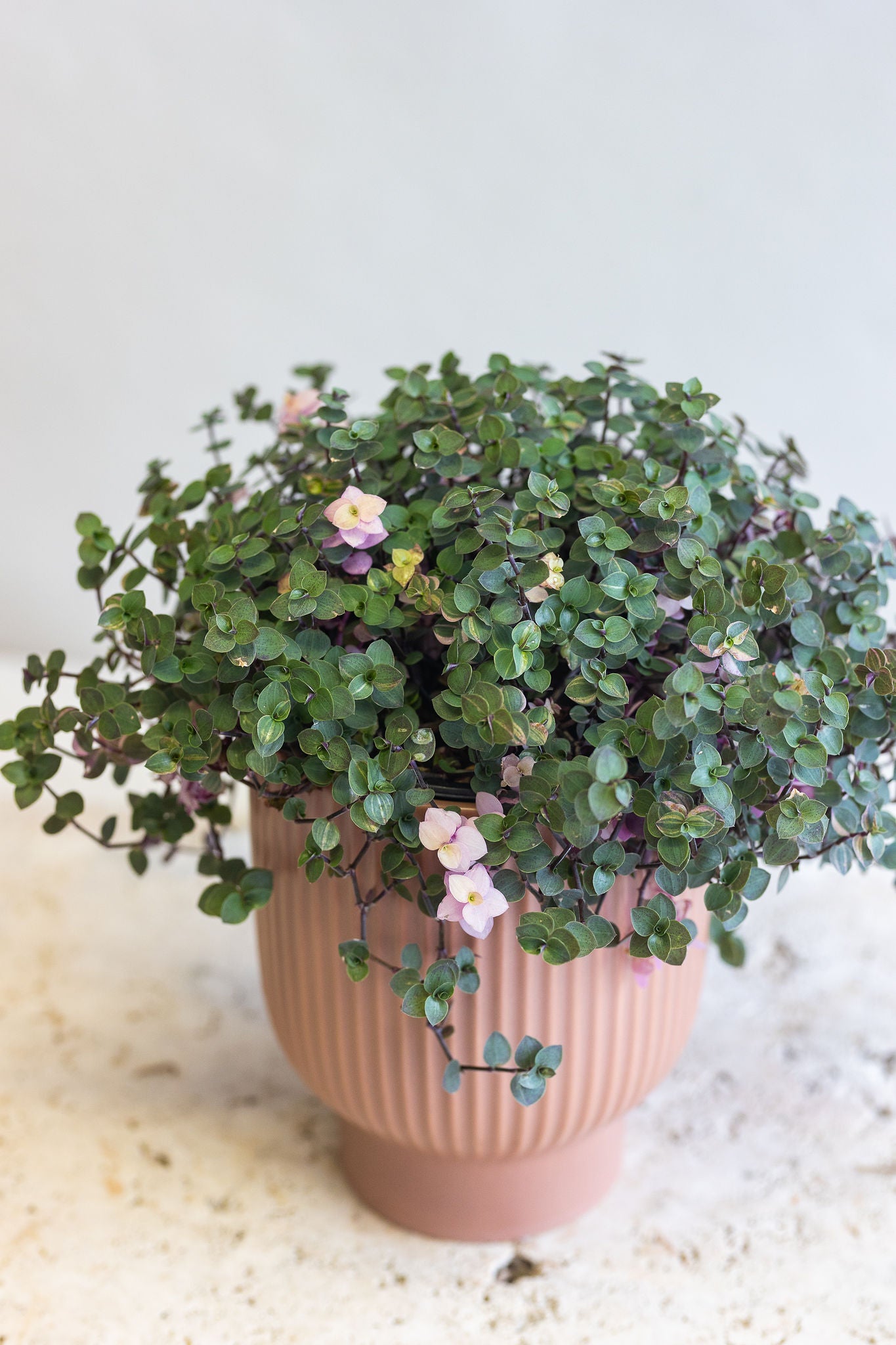 pink indoor plants nz PINK SWEET BUBBLES Order Online Now