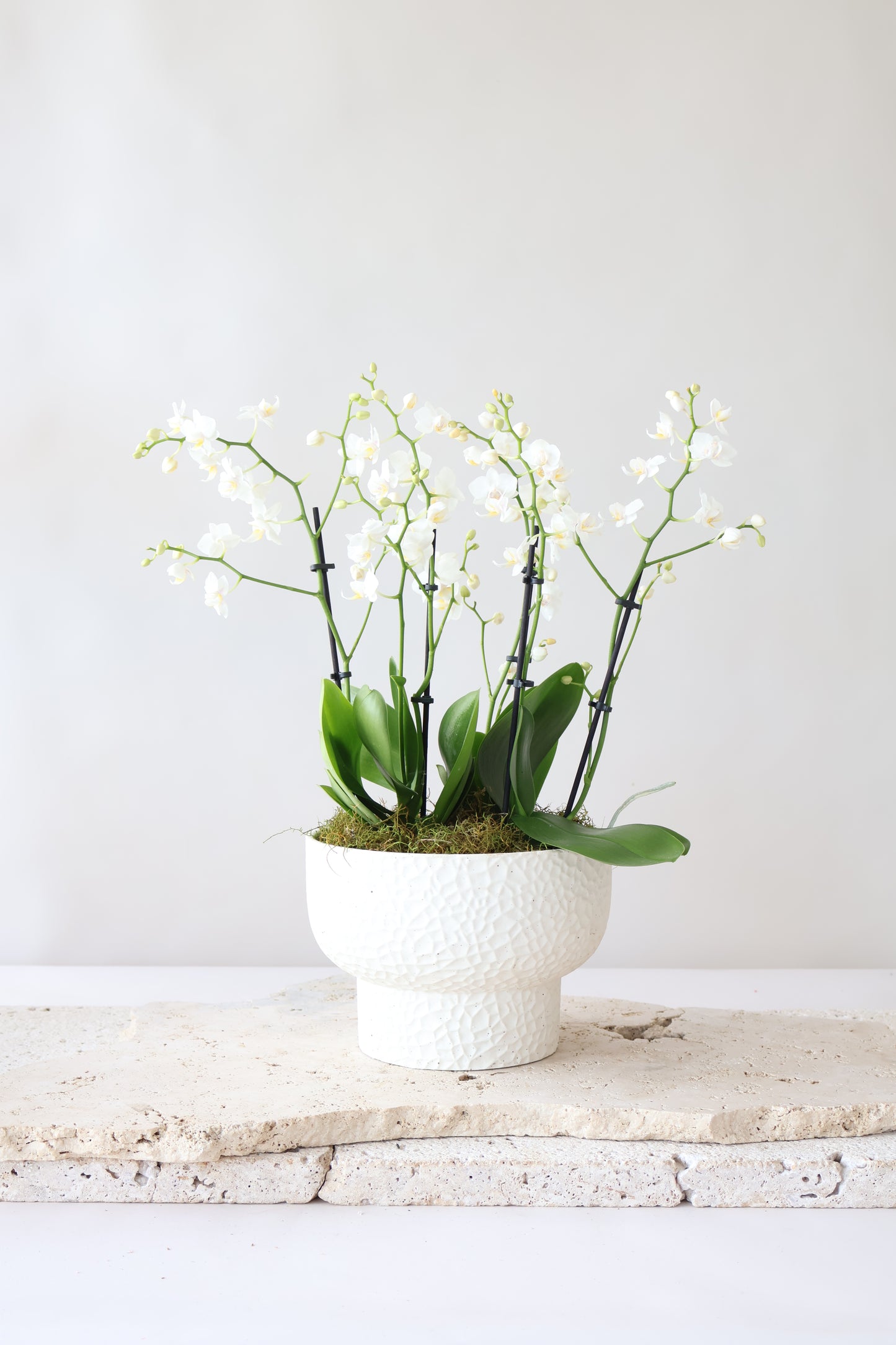 CLIO ORCHID BOWL