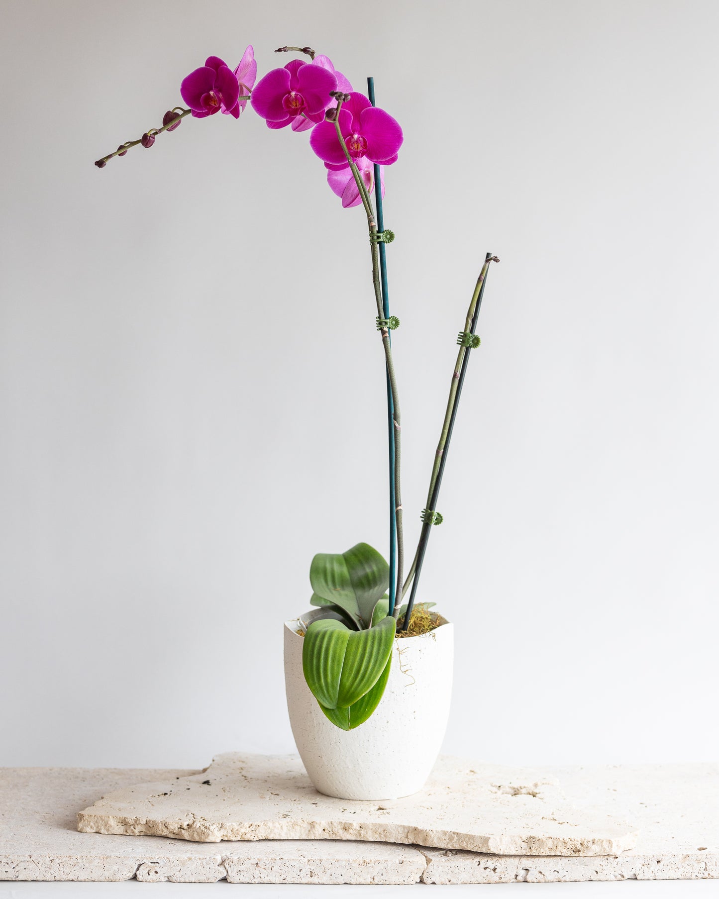 GRANDE PHALAENOPIS ORCHID PLANT: MAGENTA