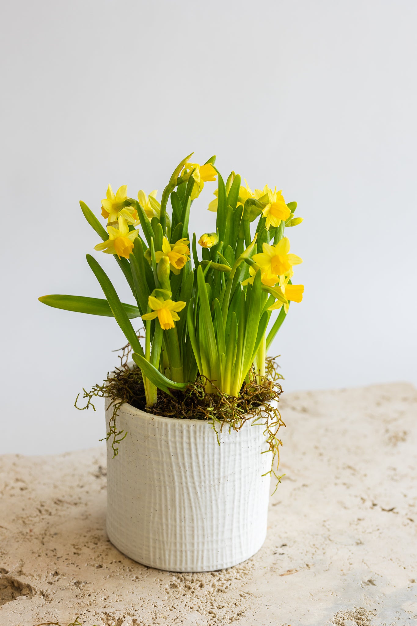 TÊTE-À-TÊTE DAFFODIL PLANT