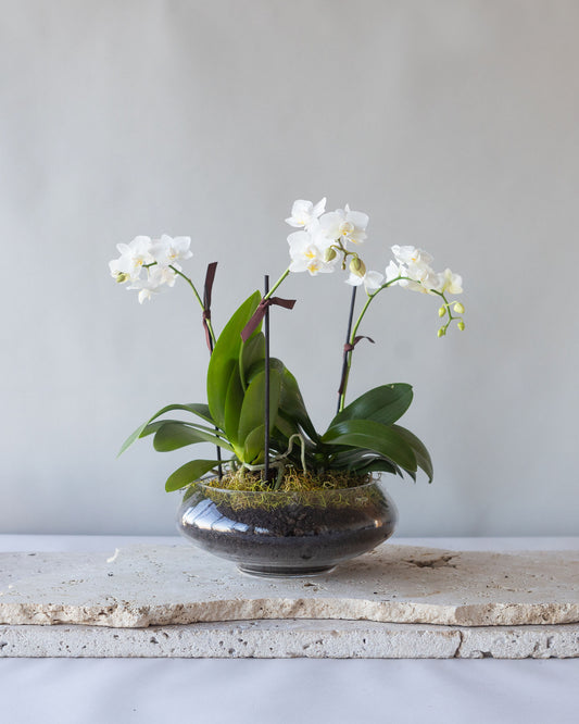 ORCHID BOWL