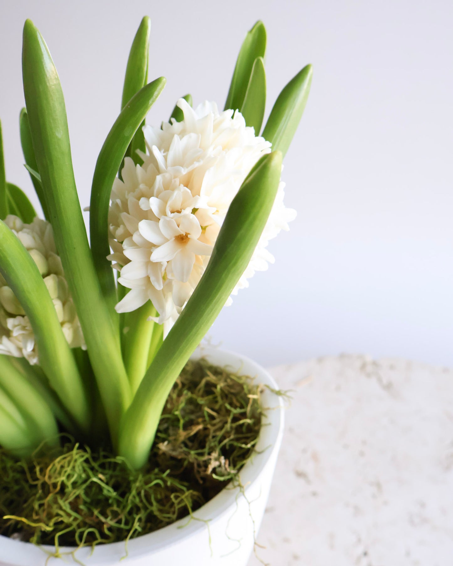 WEEKEND SPECIAL: WHITE HYACINTH PLANT