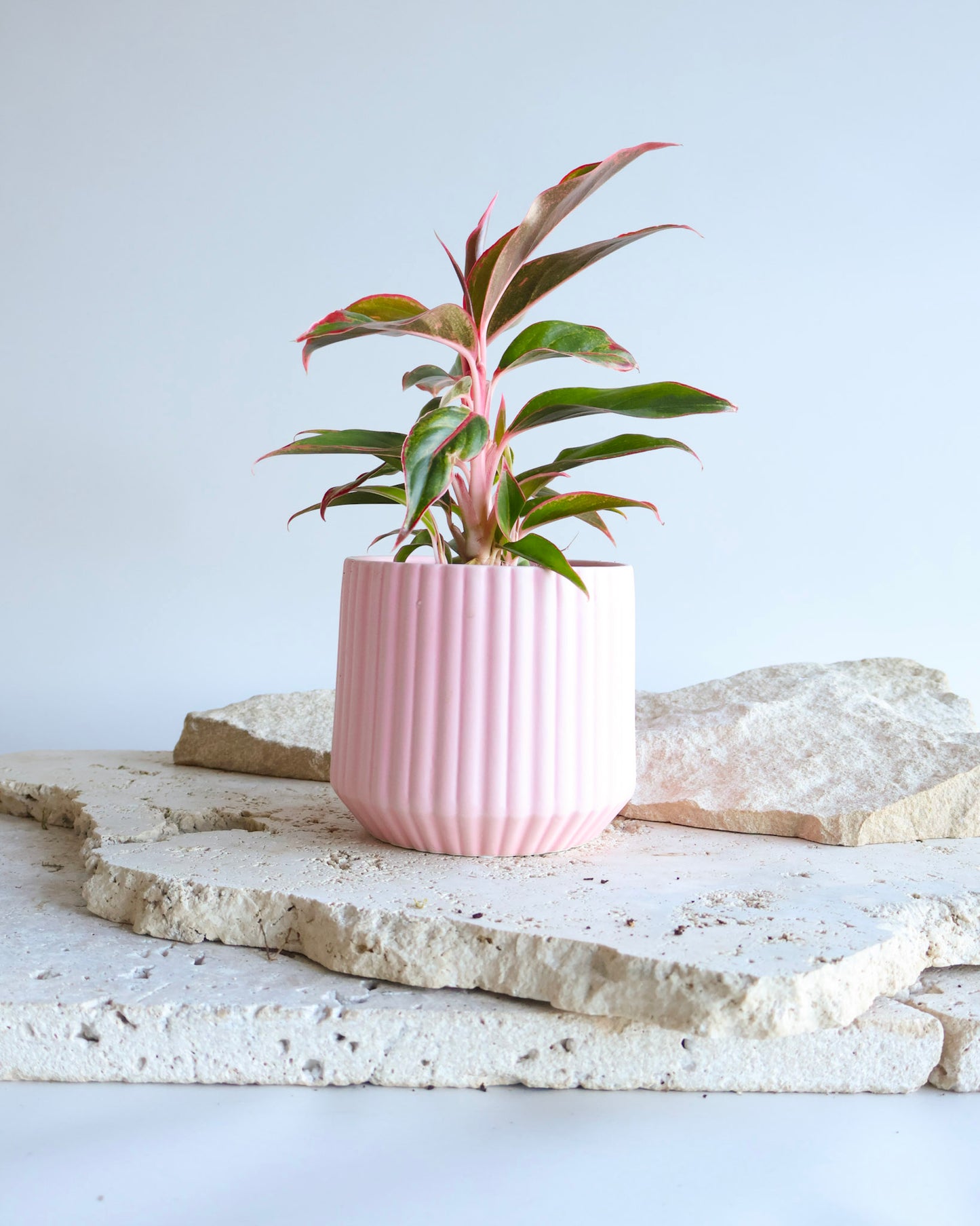 WEEKEND SPECIAL: SIAM AURORA PLANT