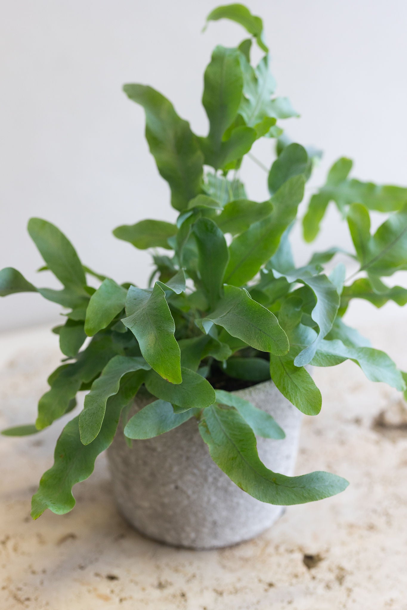 PETITE BLUE STAR FERN PLANT